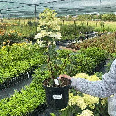 Гортензия метельчатая Петит Лантерн, С2 Гортензия метельчатая Петит Лантерн, С2 - Dolina-Sad.Ru