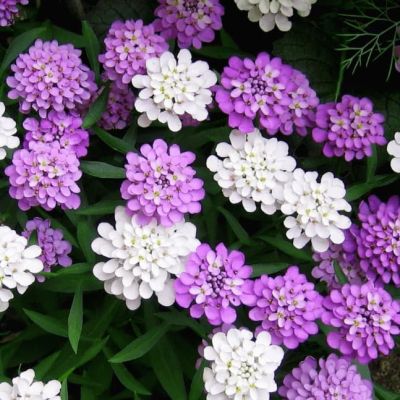 Иберис зонтичный Гранатовый лед фото