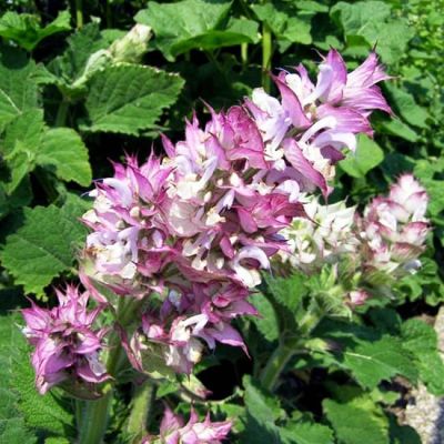 Шалфей Мускатный Вознесенский фото