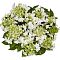 Гортензия крупнолистная Финия, С2 - Dolina-Sad.Ru