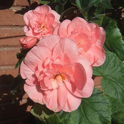 Бегония Вумми Апфельблют Бегония Вумми Апфельблют - Dolina-Sad.Ru