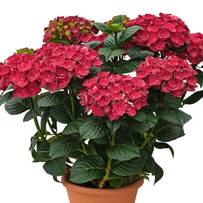 Гортензия крупнолистная Рана - Dolina-Sad.Ru