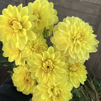 Георгина Американ Сан Георгина Американ Сан - Dolina-Sad.Ru