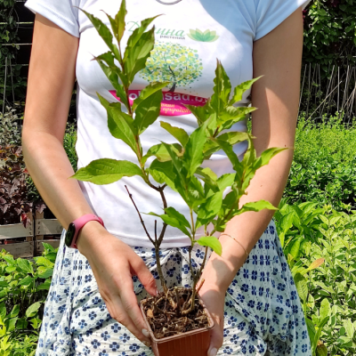 Вейгела Ред Принц Вейгела Ред Принц фото