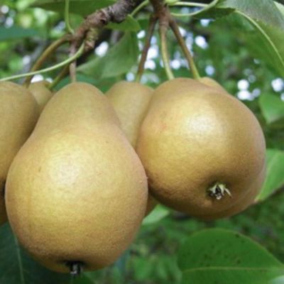 Груша Дюймовочка Груша Дюймовочка - Dolina-Sad.Ru