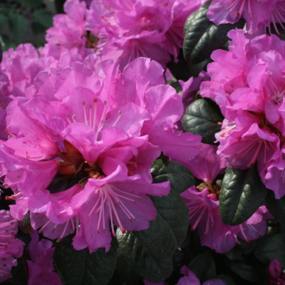 Рододендрон Пи Джей Эм Элит - Dolina-Sad.Ru