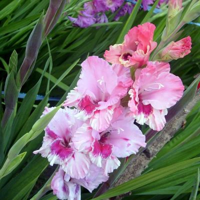 Гладиолус Зэтс Лав Гладиолус Зэтс Лав фото