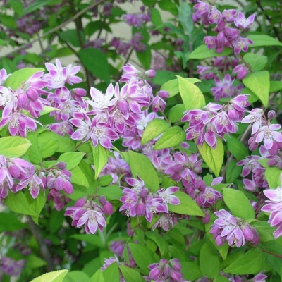 Дейция гибридная Меджисен Дейция гибридная Меджисен фото