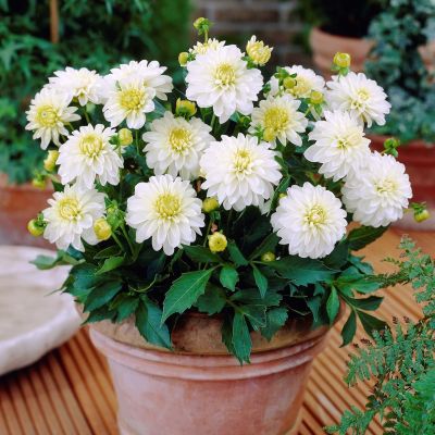 Георгина Арт Фаир Георгина Арт Фаир фото