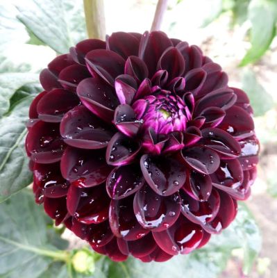 Георгина Дарк Спирит фото