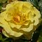 Роза Стронг Йеллоу Роза Стронг Йеллоу - Dolina-Sad.Ru