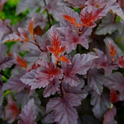 Пузыреплодник Калинолистный Рэд Барон Пузыреплодник Калинолистный Рэд Барон фото