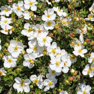 Лапчатка кустарниковая Aбботсвуд, С1,5 - Dolina-Sad.Ru