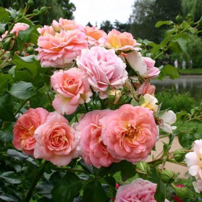 Роза штамбовая Консерто 94 Роза штамбовая Консерто 94 - Dolina-Sad.Ru