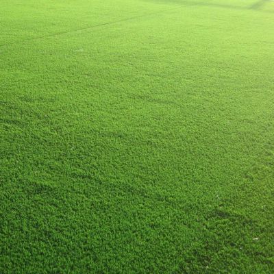 Газонная трава Спортивная площадка спортивный газон, 100 гр Газонная трава Спортивная площадка спортивный газон, 100 гр - Dolina-Sad.Ru