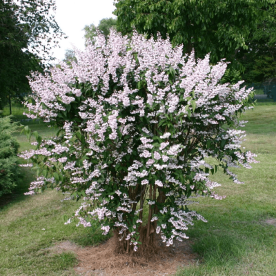 Дейция шершавая Плена Дейция шершавая Плена фото