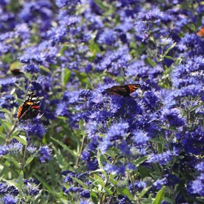 Кариоптерис кландонский Ферндаун - Dolina-Sad.Ru