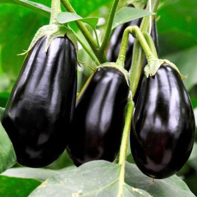 Баклажан Универсал 6 (ЦВ) 0,25гр. Баклажан Универсал 6 (ЦВ) 0,25гр. фото