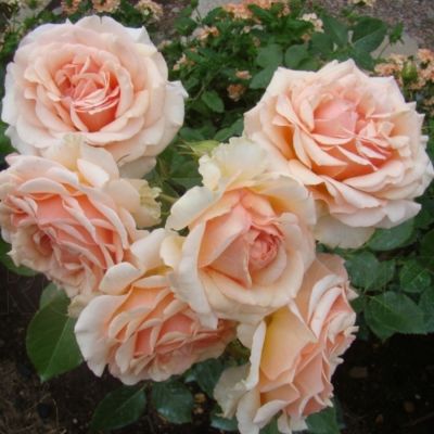 Роза Таити - Dolina-Sad.Ru