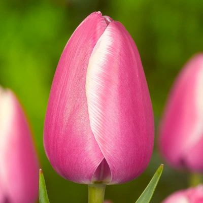 Тюльпан Джамбо Бьюти Тюльпан Джамбо Бьюти фото