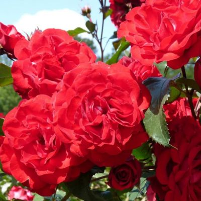 Роза Штамбовая Руж Мейлав Роза Штамбовая Руж Мейлав - Dolina-Sad.Ru