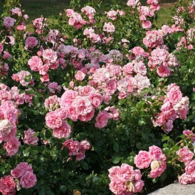 Роза Хоум-н-Гарден Роза Хоум-н-Гарден фото