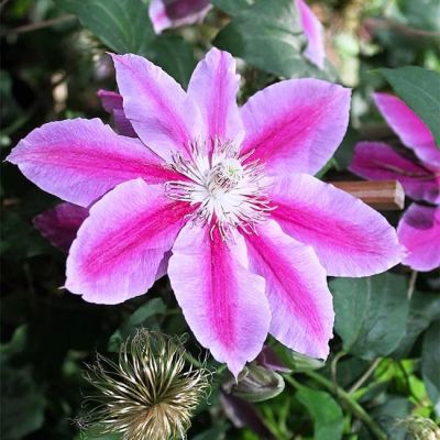 Клематис Доктор Руппел Клематис Доктор Руппел фото