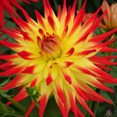 Георгина Бора Бора Георгина Бора Бора фото