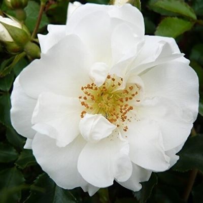 Роза Шнеефлоке (в горшке 2л.) Роза Шнеефлоке (в горшке 2л.) фото