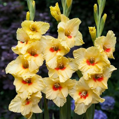 Гладиолус Албандейра Гладиолус Албандейра - Dolina-Sad.Ru