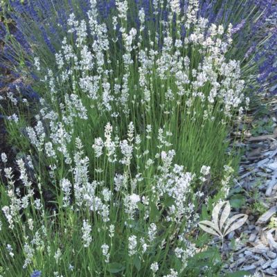 Лаванда гибридная Эксепшионал Лаванда гибридная Эксепшионал - Dolina-Sad.Ru