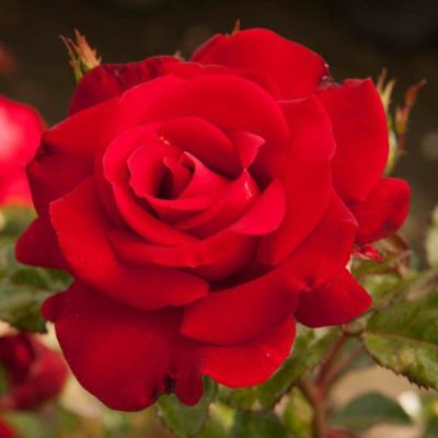 Роза Секси Ред Роза Секси Ред - Dolina-Sad.Ru
