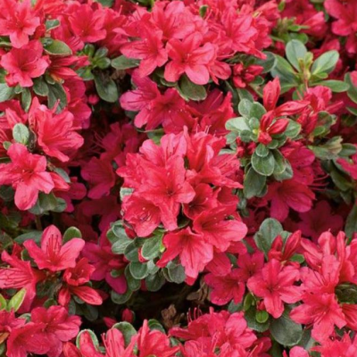 Рододендрон Эйджис фото