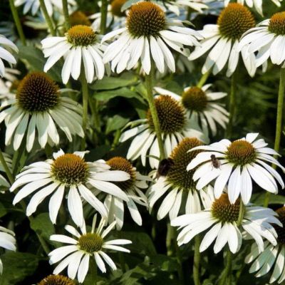 Эхинацея пурпурная Аляска Эхинацея пурпурная Аляска - Dolina-Sad.Ru