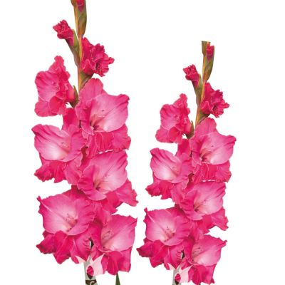 Гладиолус Фэйритейл Пинк Гладиолус Фэйритейл Пинк - Dolina-Sad.Ru