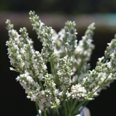 Лаванда гибридная Эксепшионал Лаванда гибридная Эксепшионал - Dolina-Sad.Ru