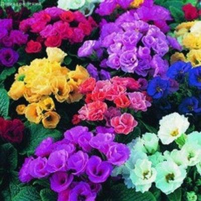 Примула Ромио F1 Примула Ромио F1 фото