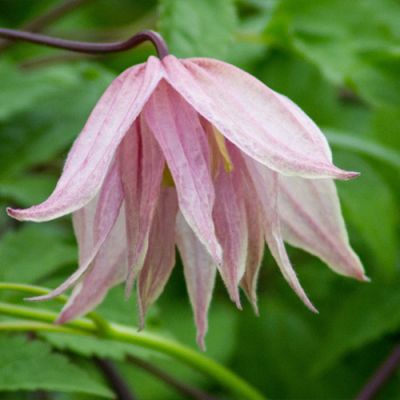 Клематис Пинк Свинг Клематис Пинк Свинг фото