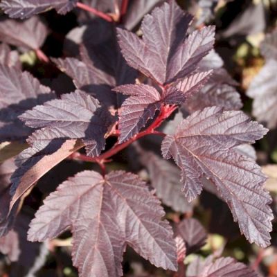 Пузыреплодник калинолистный Шух, С1,5 - Dolina-Sad.Ru