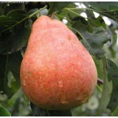 Груша Забава/Осенняя фото