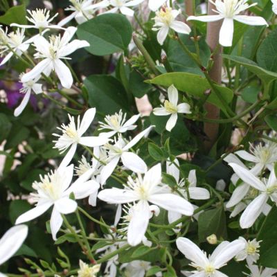 Клематис Эрли Сноу Клематис Эрли Сноу - Dolina-Sad.Ru