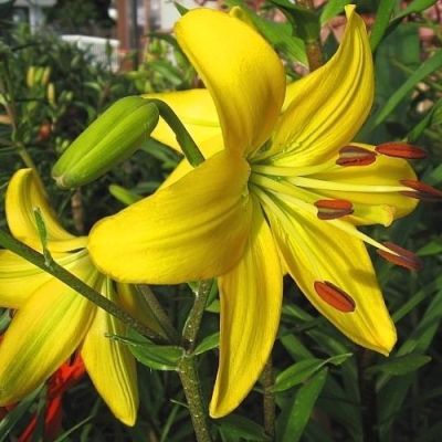 Лилия Перл Мелани Лилия Перл Мелани - Dolina-Sad.Ru