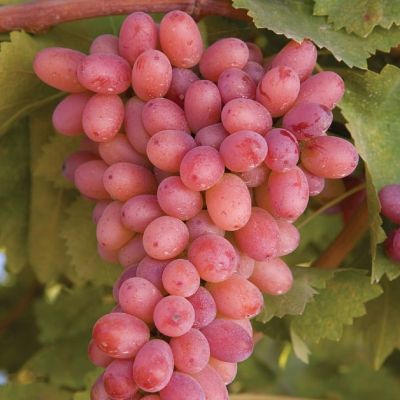 Виноград Багровый Виноград Багровый - Dolina-Sad.Ru