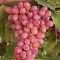 Виноград Багровый Виноград Багровый - Dolina-Sad.Ru