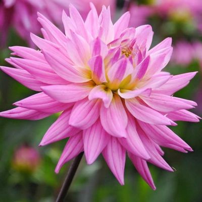 Георгина Карма Пинк Корона - Dolina-Sad.Ru