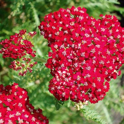 Тысячелистник Ред Вельвет - Dolina-Sad.Ru