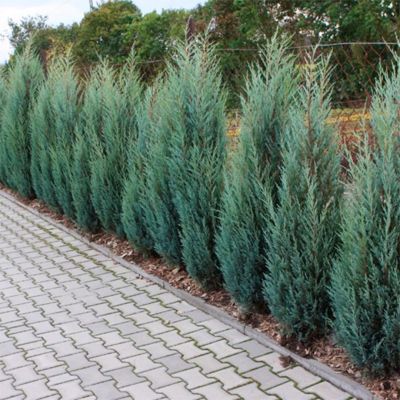 Можжевельник скальный Мунглоу, C3 - Dolina-Sad.Ru