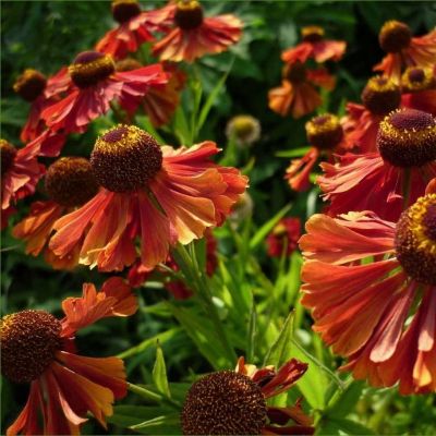 Гелениум Ранчера - Dolina-Sad.Ru