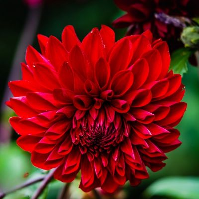 Георгина Карма Амора - Dolina-Sad.Ru