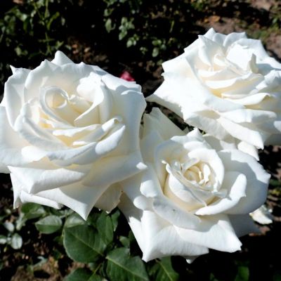 Роза Тинеке Роза Тинеке - Dolina-Sad.Ru